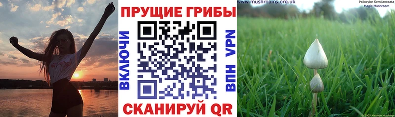 Купить закладки  Кашира  Псилоцибиновые грибы Psilocybine cubensis 